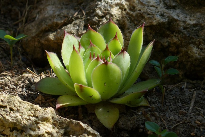 Cuvarkuca