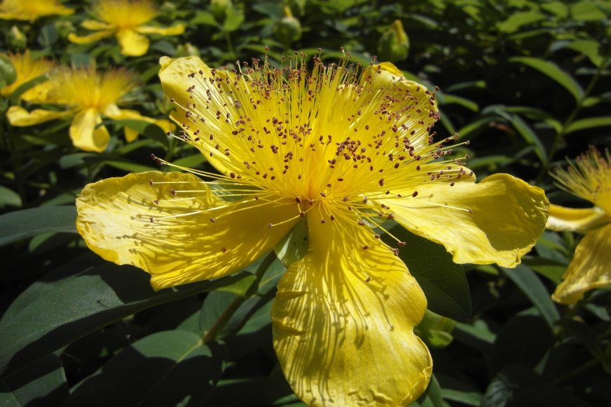 Kantarion. Izvor: Pixabay